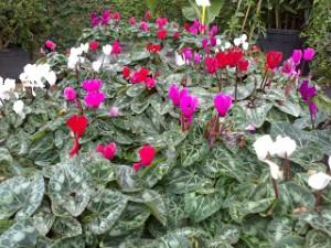 ciclamen Plantas con FloraciĂłn OtoĂąal I