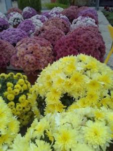 crisantenos Plantas con FloraciĂłn OtoĂąal I