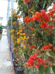 bougainvilleas Plantas con FloraciĂłn OtoĂąal I