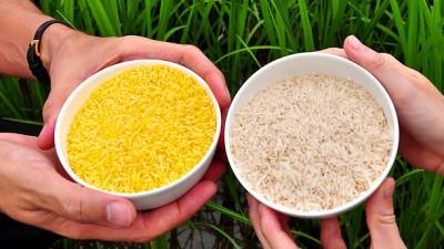 El arroz modificado genéticamente es una buena fuente de vitamina A