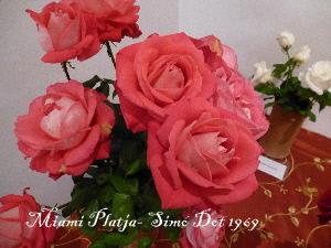 Roses a la tardor (III): algunas rosas de la familia Dot Roses a la tardor (III): algunas rosas de la familia Dot