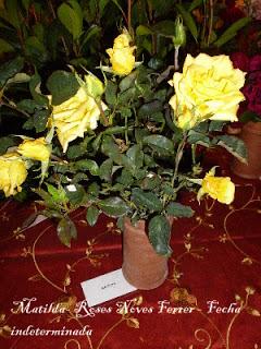 Roses a la tardor (III): algunas rosas de la familia Dot Roses a la tardor (III): algunas rosas de la familia Dot