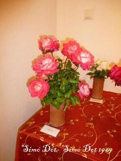 Roses a la tardor (III): algunas rosas de la familia Dot Roses a la tardor (III): algunas rosas de la familia Dot