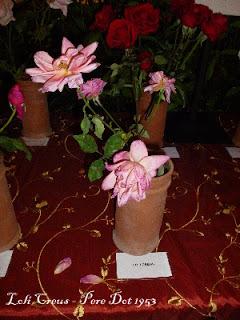 Roses a la tardor (III): algunas rosas de la familia Dot Roses a la tardor (III): algunas rosas de la familia Dot