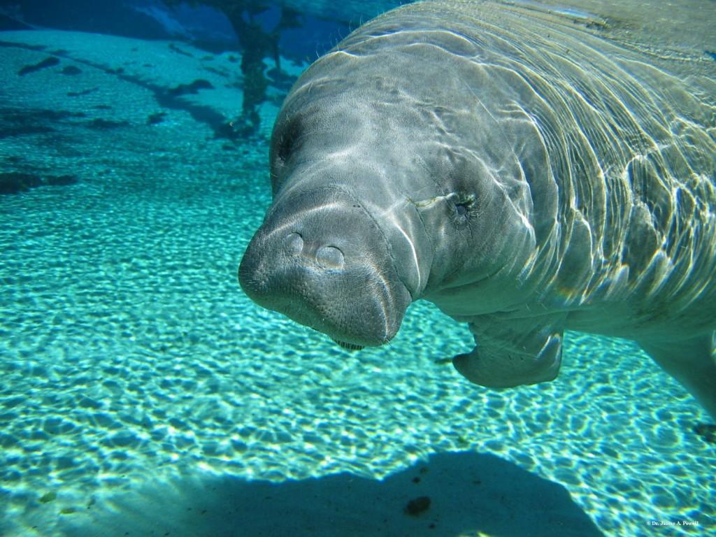 Manatee2_JamesPowell Provita presenta WikiEVA, herramienta didáctica para la conservación