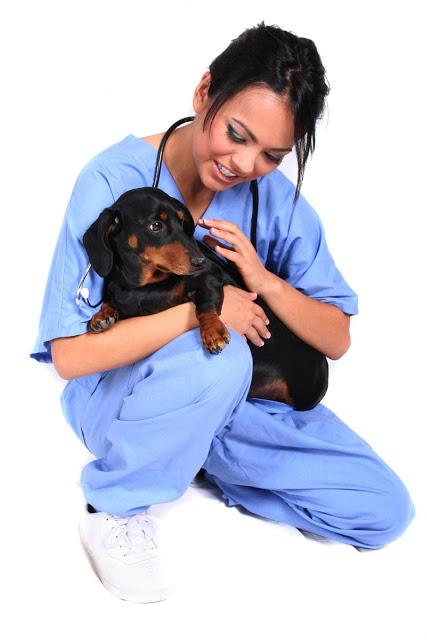 ¡Consiente a tu mascota en Dr. Pet! ¡Consiente a tu mascota en Dr. Pet!