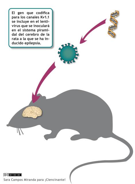 terapia-genetica-remedio-epilepsia terapia-genetica-remedio-epilepsia