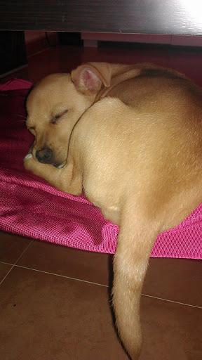 Diminuta podenquita, con tan solo 2 meses abandonada en la calle!! Diminuta podenquita, con tan solo 2 meses abandonada en la calle!!