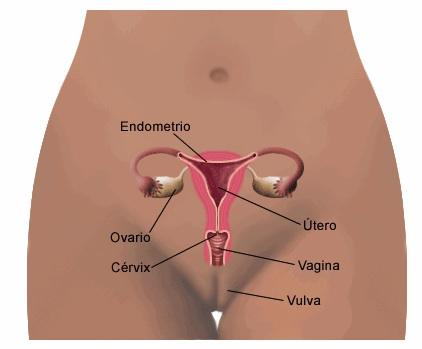 cancer cervix El 80-90% de los cancer de cervix en estadio inicial se curan