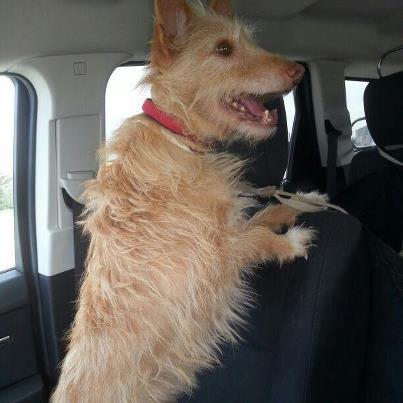 Mirad como esta Tamy Foto: Esta chiquitina es Tamy, una perrita rescatada de la perrera de Badajoz por una de nuestras casas de acogida a la que por supuesto vamos a echar una patita y todas las que hagan falta para que tenga su propio hogar calentito. Tamy es una podenquita de tamaño mediano, pesa 9 kg. Está muuuy asustada, tiene pánico pero poco a poco conseguiremos que se le pase. Tamy no es perra de Madrid ni de Guadalajara de nacimiento, pero sí de adopción, así que es una Apamaguera más y la queremos mucho. Tamy se encuentra acogida y en terapia, de momento es una perra que no tolera la presencia del ser humano debido a que nació en libertad y no está habituada a nosotros, razón por la cual está en la residencia Marina Dog en tratamiento y terapia y por ello necesitamos PADRINOS Y DONACIONES que nos ayuden a mantener a Tamy. Contacto: colabora@apamag.org si quieres apadrinar o donar adopciones@apamag.org si quieres adoptarla. Sólo se dará en adopción a personas profesionales o que tengan experiencia contrastable en casos especiales. 644490072