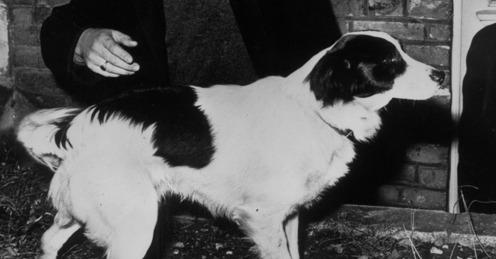 Imagine: Pickles Imagine: Pickles