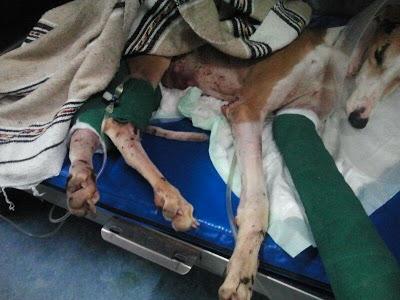 Heras, la galga utilizada para sparring y después arrastrada. Heras, la galga utilizada para sparring y después arrastrada.