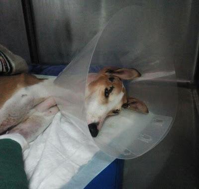 Heras, la galga utilizada para sparring y después arrastrada. Heras, la galga utilizada para sparring y después arrastrada.