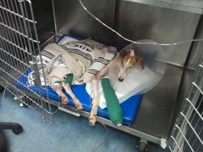 Heras, la galga utilizada para sparring y después arrastrada. Heras, la galga utilizada para sparring y después arrastrada.