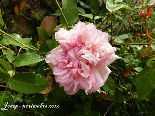Marie van Houtte o la excelencia de un rosal de té Marie van Houtte o la excelencia de un rosal de té