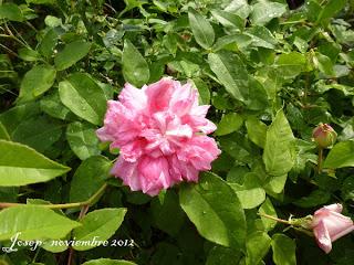 Marie van Houtte o la excelencia de un rosal de té Marie van Houtte o la excelencia de un rosal de té