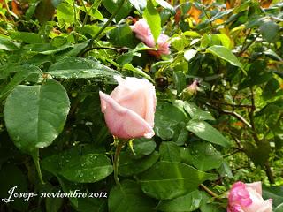Marie van Houtte o la excelencia de un rosal de té Marie van Houtte o la excelencia de un rosal de té