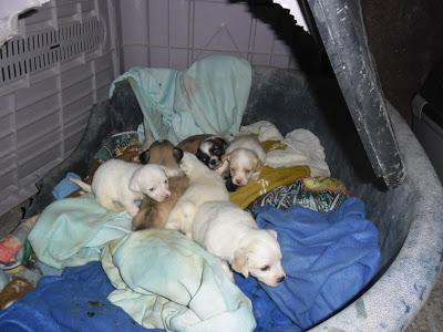 Bella y sus bebes. rescatados de la calle, en adopción. Magina Animal Jodar (Jaén) Bella y sus bebes. rescatados de la calle, en adopción. Magina Animal Jodar (Jaén)