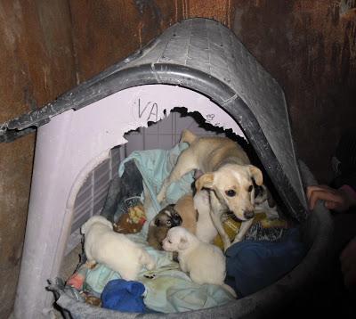 Bella y sus bebes. rescatados de la calle, en adopción. Magina Animal Jodar (Jaén) Bella y sus bebes. rescatados de la calle, en adopción. Magina Animal Jodar (Jaén)