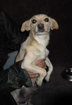 Bella y sus bebes. rescatados de la calle, en adopción. Magina Animal Jodar (Jaén) Bella y sus bebes. rescatados de la calle, en adopción. Magina Animal Jodar (Jaén)
