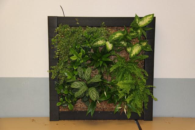 Imágenes del curso de jardines verticales en Madrid. Noviembre de 2012. Imágenes del curso de jardines verticales en Madrid. Noviembre de 2012.