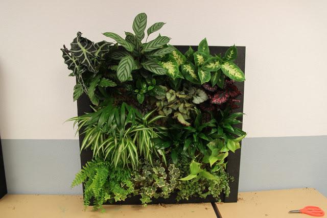 Imágenes del curso de jardines verticales en Madrid. Noviembre de 2012. Imágenes del curso de jardines verticales en Madrid. Noviembre de 2012.