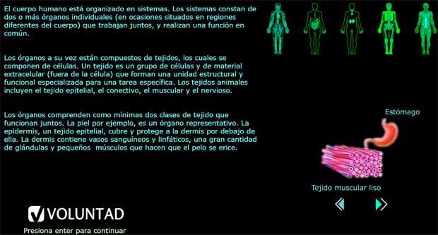 sistema respiratorio sistema respiratorio