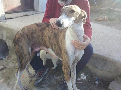 Galga y sus bebes, buscan lo que jamás han tenido, un HOGAR y muchismo CARIÑO. (CACERES) Galga y sus bebes, buscan lo que jamás han tenido, un HOGAR y muchismo CARIÑO. (CACERES)