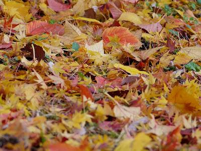 Otoño, otro más... Otoño, otro más...