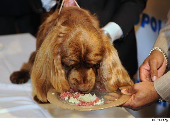 Las 9 residencias caninas más caras del mundo. Las 9 residencias caninas más caras del mundo.