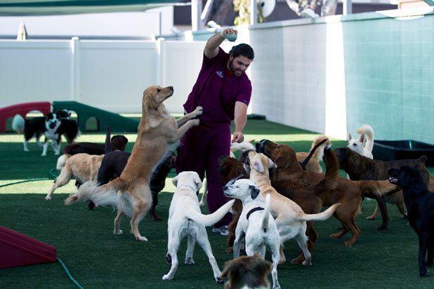 Las 9 residencias caninas más caras del mundo.