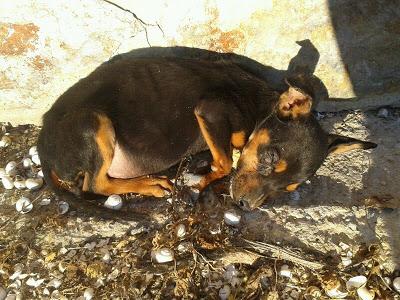 MINI PINSCHER CON LOS OJOS LLENOS PUS !!! ¿ALGUIEN PUEDE AYUDAR? CADIZ/SEVILLA. MINI PINSCHER CON LOS OJOS LLENOS PUS !!! ¿ALGUIEN PUEDE AYUDAR? CADIZ/SEVILLA.