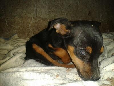 MINI PINSCHER CON LOS OJOS LLENOS PUS !!! ¿ALGUIEN PUEDE AYUDAR? CADIZ/SEVILLA. MINI PINSCHER CON LOS OJOS LLENOS PUS !!! ¿ALGUIEN PUEDE AYUDAR? CADIZ/SEVILLA.