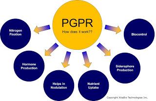 pgpr thesis pgpr thesis
