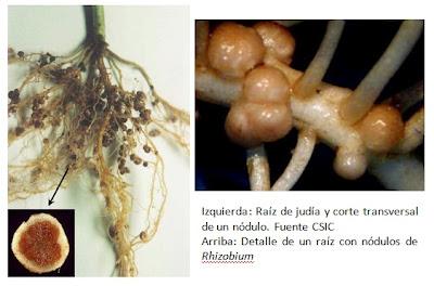 ¿Fijamos nitrógeno? le dijo la bacteria a la planta ¿Fijamos nitrógeno? le dijo la bacteria a la planta