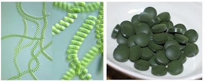 ¿Fijamos nitrógeno? le dijo la bacteria a la planta ¿Fijamos nitrógeno? le dijo la bacteria a la planta