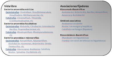 ¿Fijamos nitrógeno? le dijo la bacteria a la planta ¿Fijamos nitrógeno? le dijo la bacteria a la planta