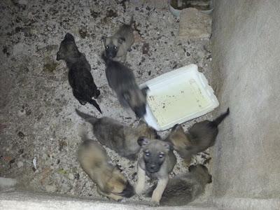 Cachorritos en serio peligro, URGENTE acogida o adopción. (Murcia)