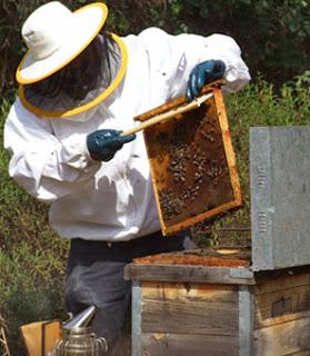 CAMBIO EN EL COMPORTAMIENTO DE LAS ABEJAS CAMBIO EN EL COMPORTAMIENTO DE LAS ABEJAS