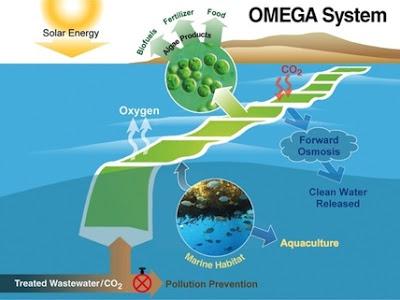 Un proyecto de la NASA para producir biocombustible sostenible Un proyecto de la NASA para producir biocombustible sostenible