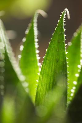 Aloe vera para la acidez estomacal. Aloe para el ardor estomacal.