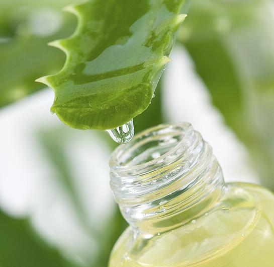 Las propiedades del aloe vera para el cáncer. Como prepara el aloe vera para el cáncer.