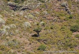 Dragos de Anaga: El Drago de los Abales Dragos de Anaga: El Drago de los Abales