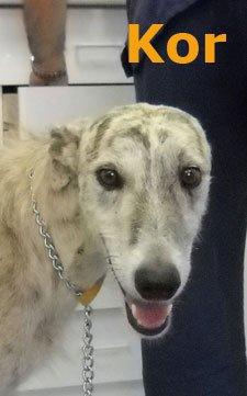 Kor, galgo en barrio marginal de Sevilla con fractura en una pata Kor, galgo en barrio marginal de Sevilla con fractura en una pata