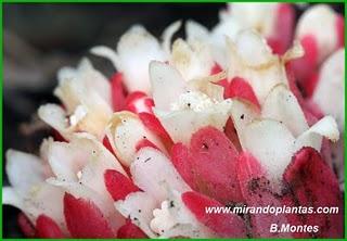 Durante esos días primaverales ,en los soleados matorrale... Durante esos días primaverales ,en los soleados matorrale...