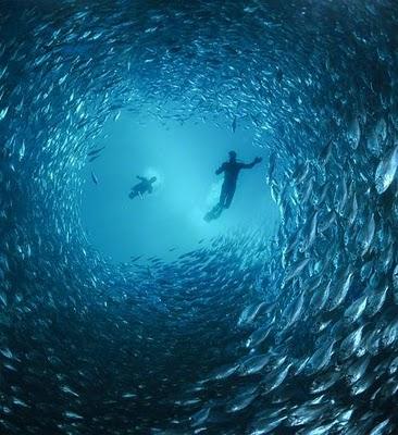 El lujo de comer pescado salvaje El lujo de comer pescado salvaje