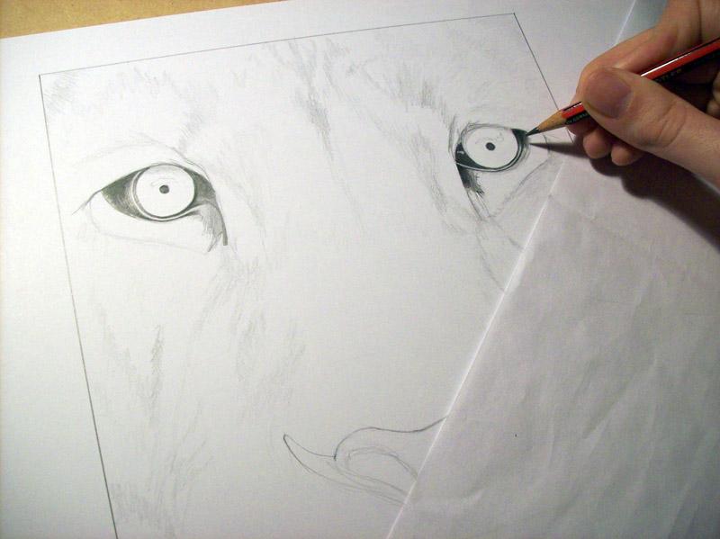 Dibujo de león terminado / Drawing of lion finished