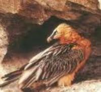 Sueltan una pareja de quebrantahuesos en la Sierra de Segura (Jaén) Sueltan una pareja de quebrantahuesos en la Sierra de Segura (Jaén)