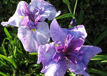 Iris japonés: Paintbrush Eden