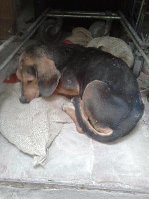 VEVO, cruce de teckel que da vueltas sobre sí mismo sin parar, ACOGIDA URGENTE. (Arca Noé Córdoba) VEVO, cruce de teckel que da vueltas sobre sí mismo sin parar, ACOGIDA URGENTE. (Arca Noé Córdoba)